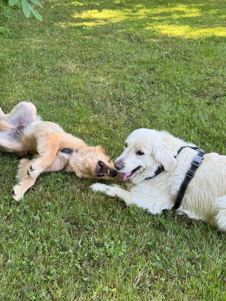 Oltre il Guinzaglio - Dog Academy ASD
