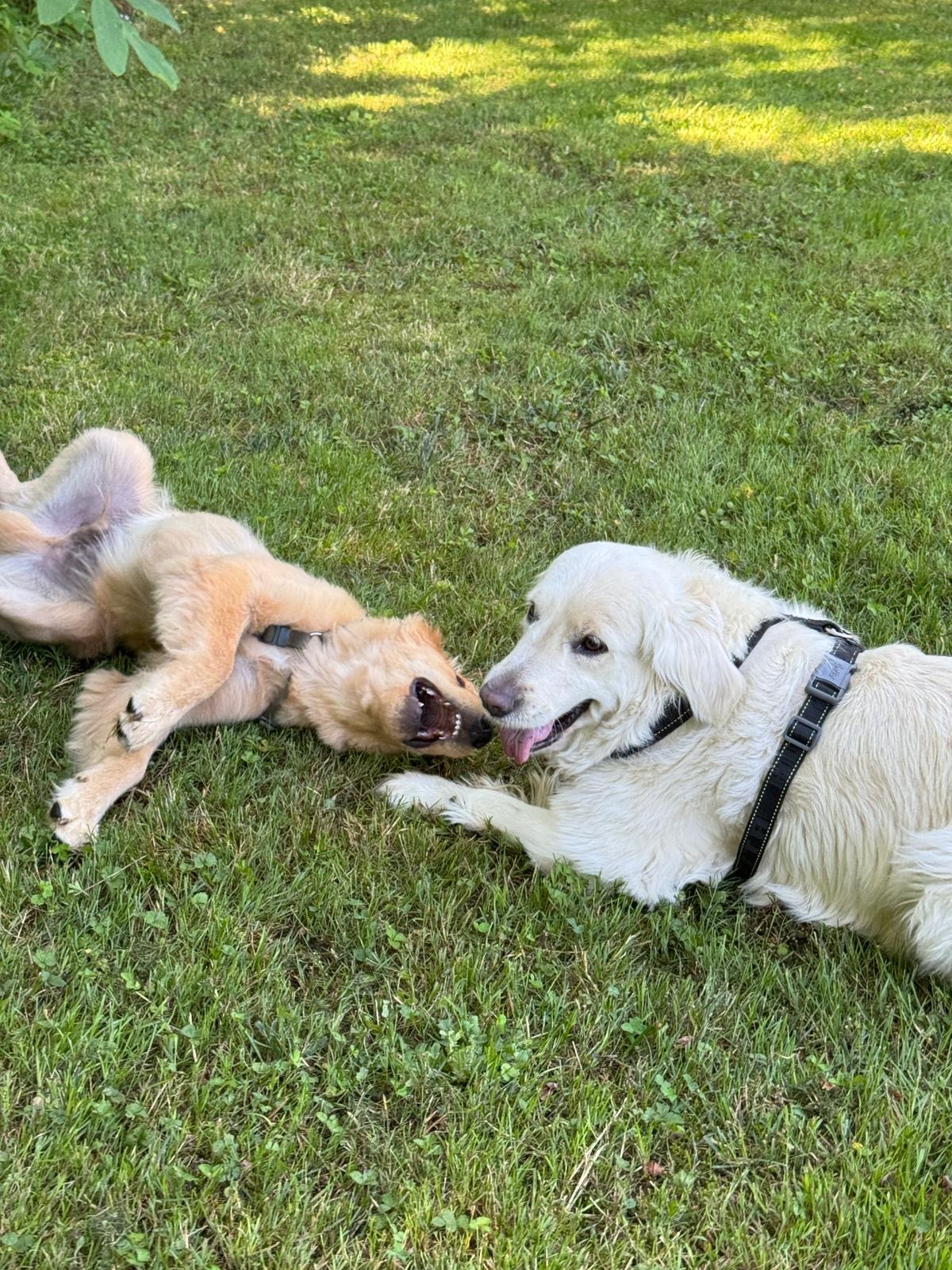Oltre il Guinzaglio - Dog Academy ASD