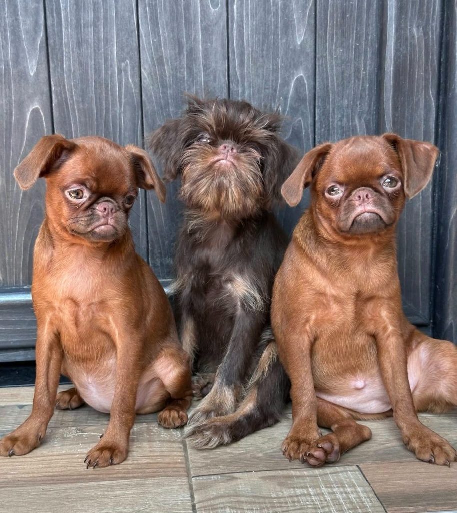 Chocolate Brussel Griffon Petit Brabançon (Smooth Brussel Griffon) cuccioli