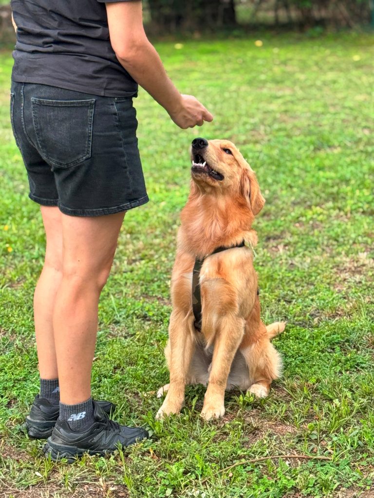 Oltre il Guinzaglio - Dog Academy ASD
