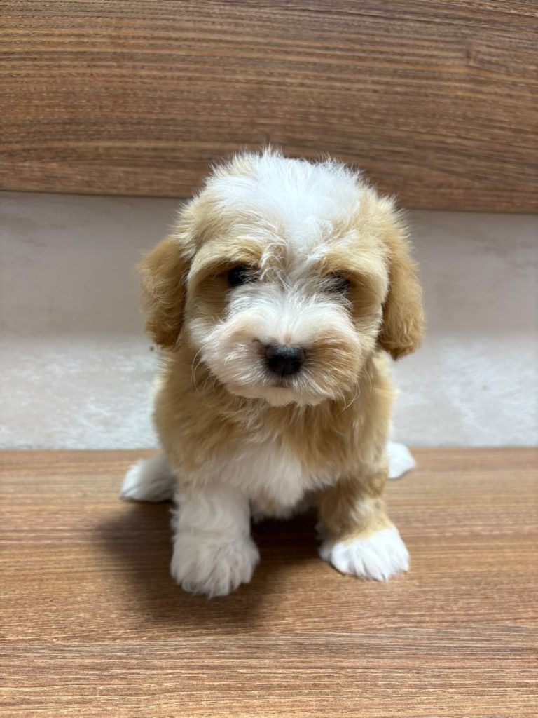 Bichon Havanais splendidi cuccioli