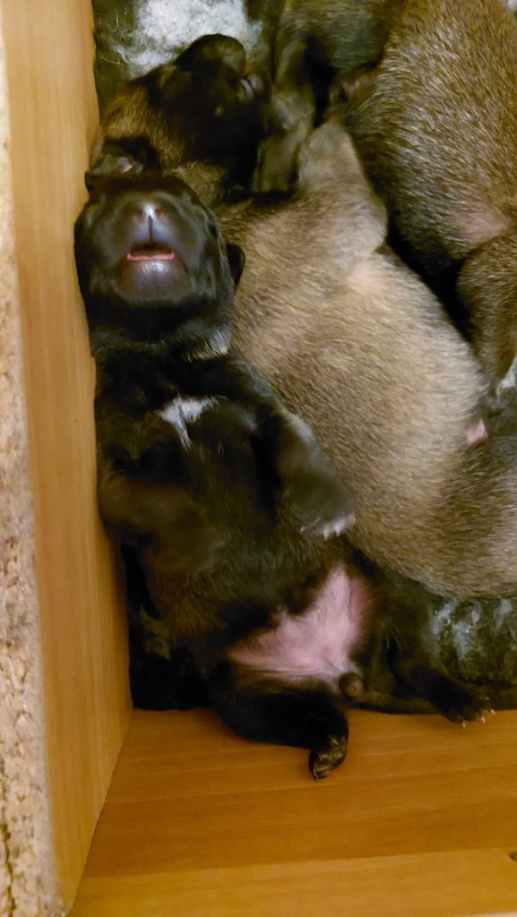 Cuccioli pastore belga malinois