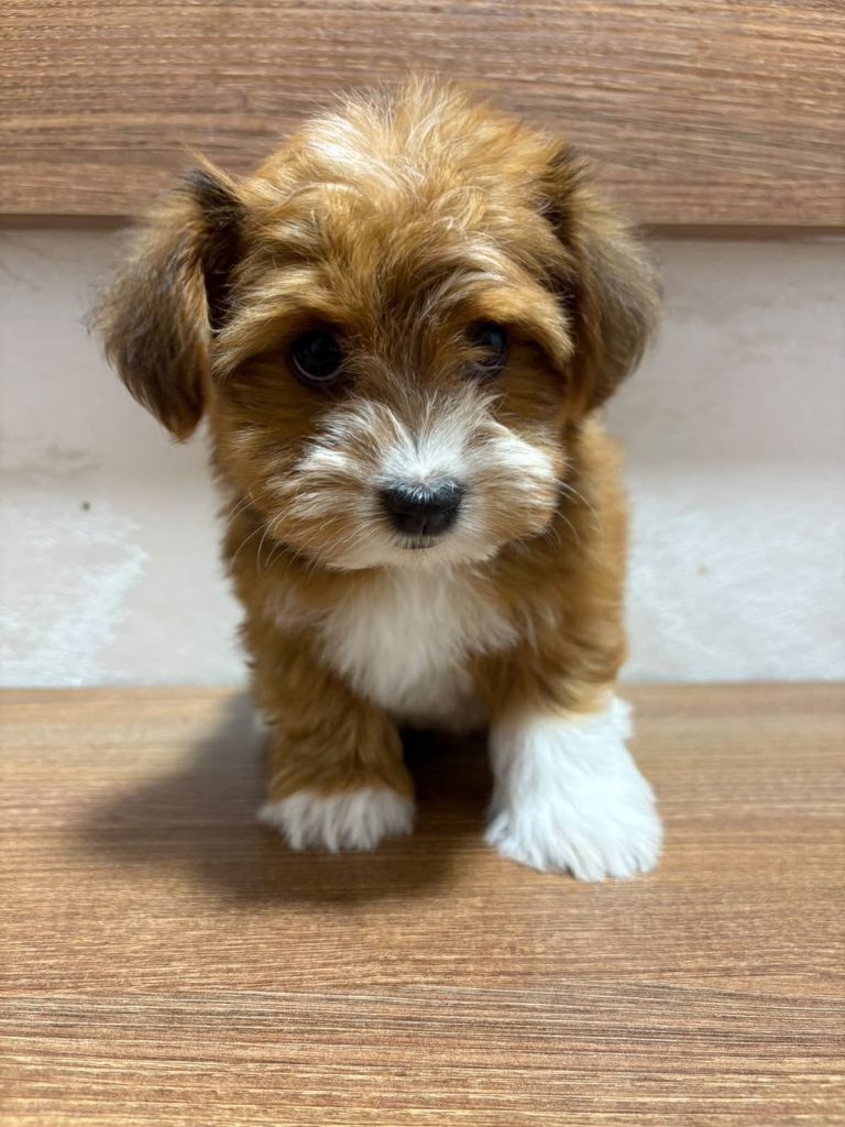 Bichon Havanais splendidi cuccioli