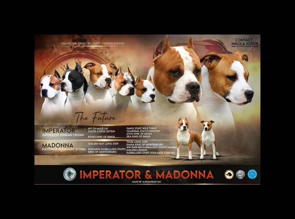 Cuccioli di American Staffordshire Terrier