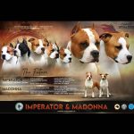 Cuccioli di American Staffordshire Terrier