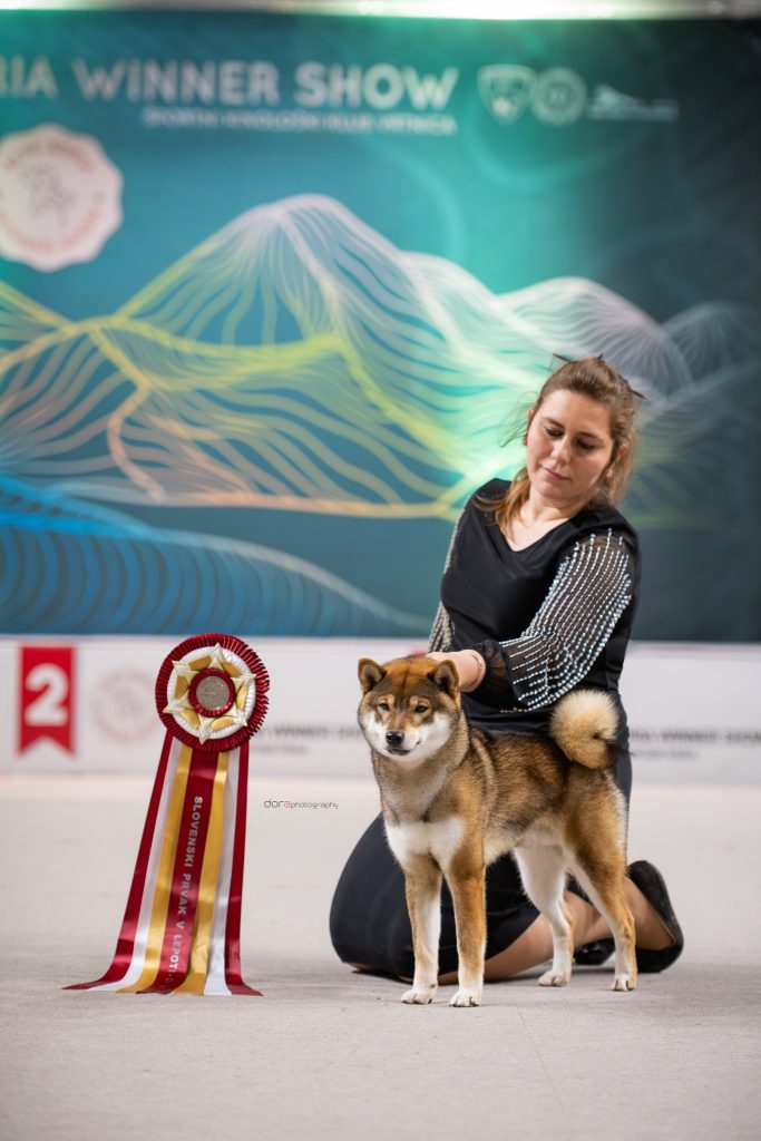 Cucciolata Shiba Inu In Friuli Venezia Giulia - 3 Femminucce  Rosse -