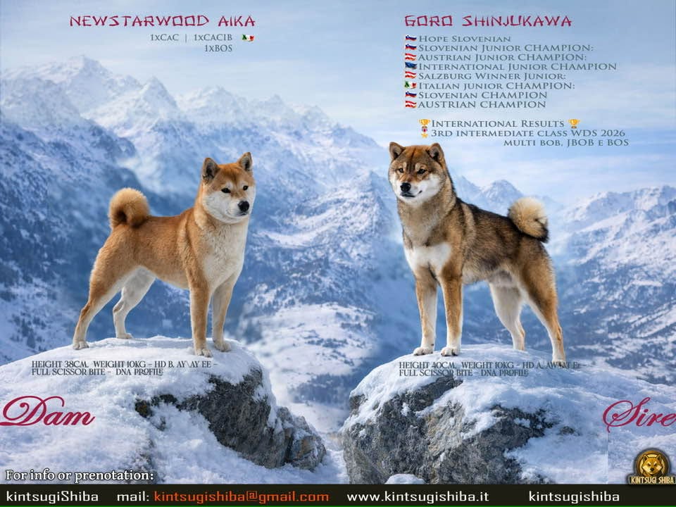 Cucciolata Shiba Inu In Friuli Venezia Giulia - 3 Femminucce  Rosse -