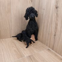 Barboncino toy nero
