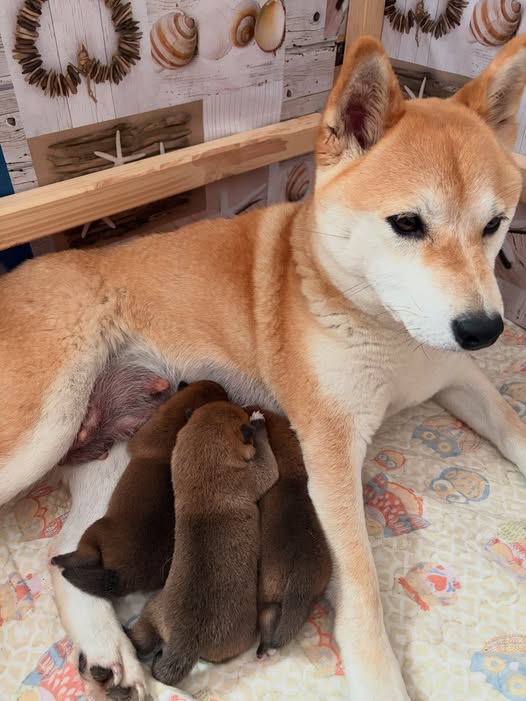 Cucciolata Shiba Inu In Friuli Venezia Giulia - 3 Femminucce  Rosse -