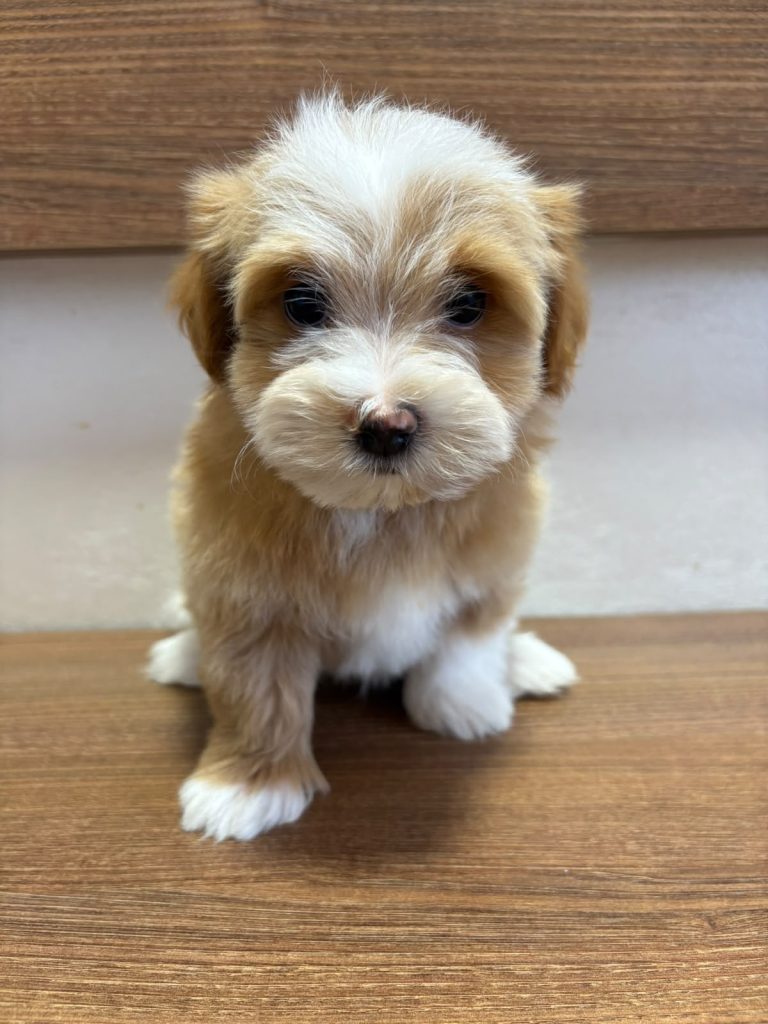 Bichon Havanais splendidi cuccioli