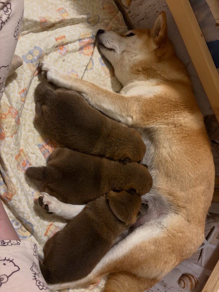 Cucciolata Shiba Inu In Friuli Venezia Giulia - 3 Femminucce  Rosse -