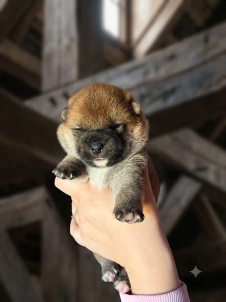 Cucciolata Shiba Inu In Friuli Venezia Giulia - 3 Femminucce  Rosse -