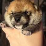 Cucciolata Shiba Inu In Friuli Venezia Giulia - 3 Femminucce  Rosse -