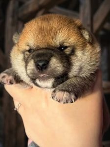 Cucciolata Shiba Inu In Friuli Venezia Giulia - 3 Femminucce  Rosse -