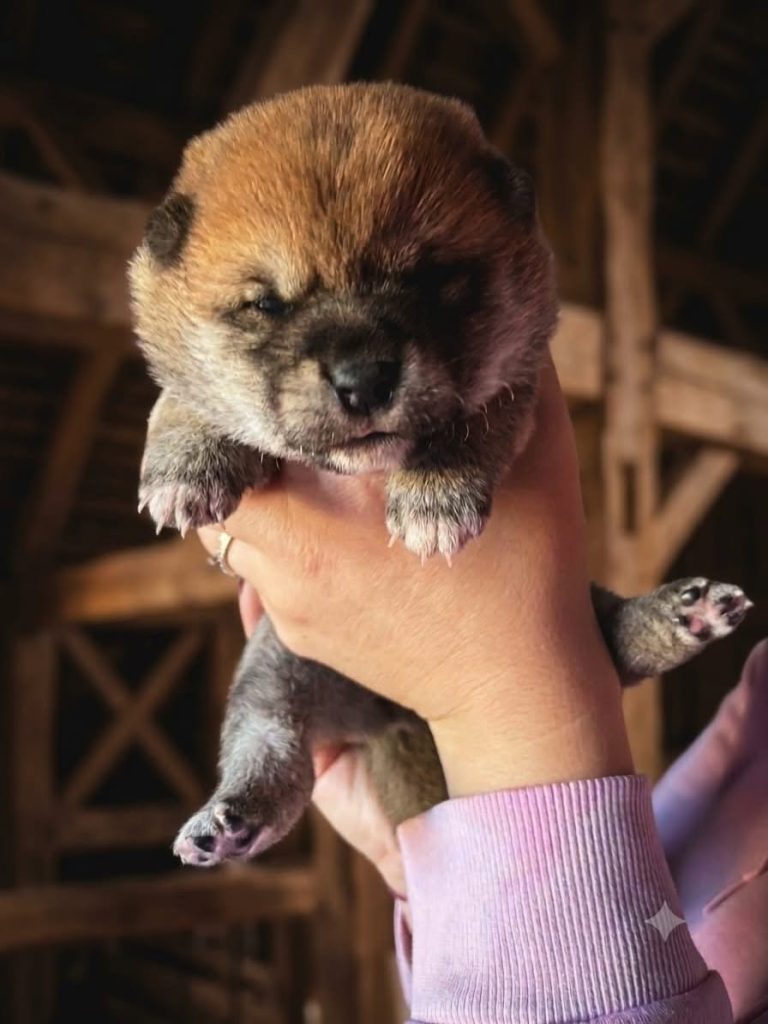 Cucciolata Shiba Inu In Friuli Venezia Giulia - 3 Femminucce  Rosse -