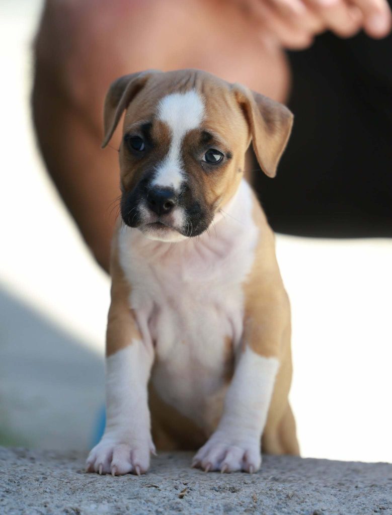 Cuccioli di American Staffordshire Terrier
