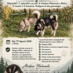 CUCCIOLI DI ALASKAN MALAMUTE ROMA