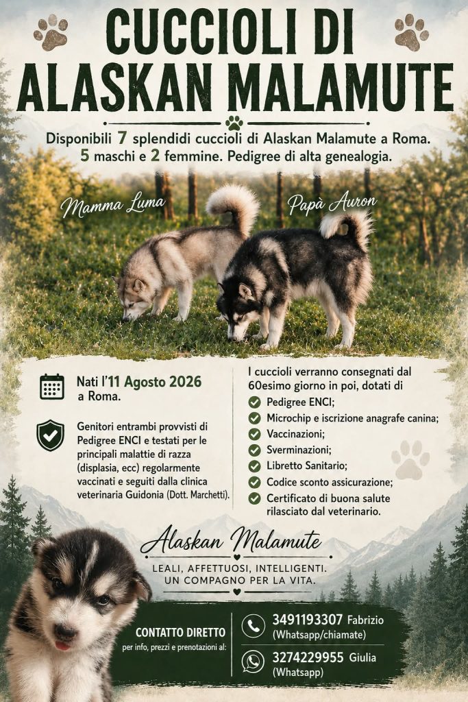 CUCCIOLI DI ALASKAN MALAMUTE ROMA