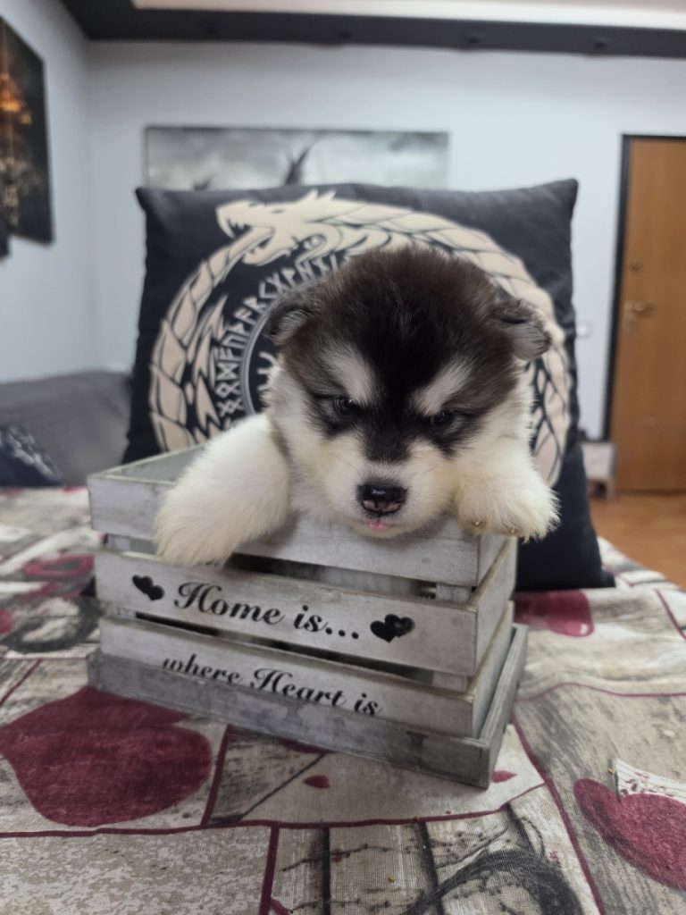 CUCCIOLI DI ALASKAN MALAMUTE ROMA
