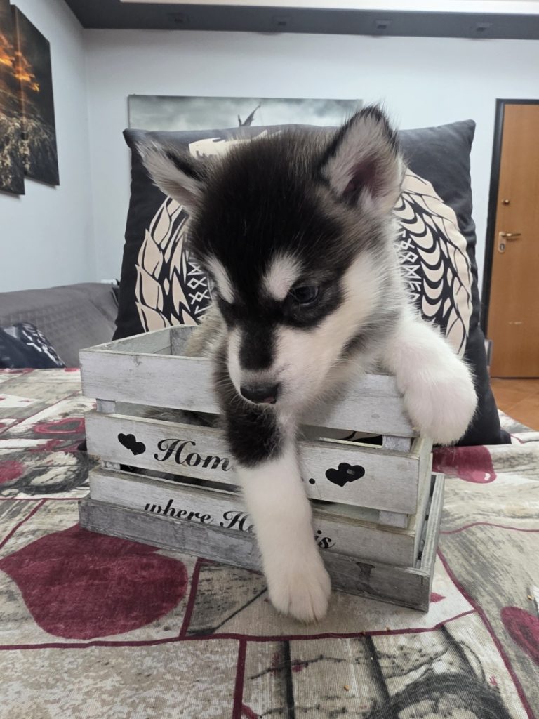 CUCCIOLI DI ALASKAN MALAMUTE ROMA