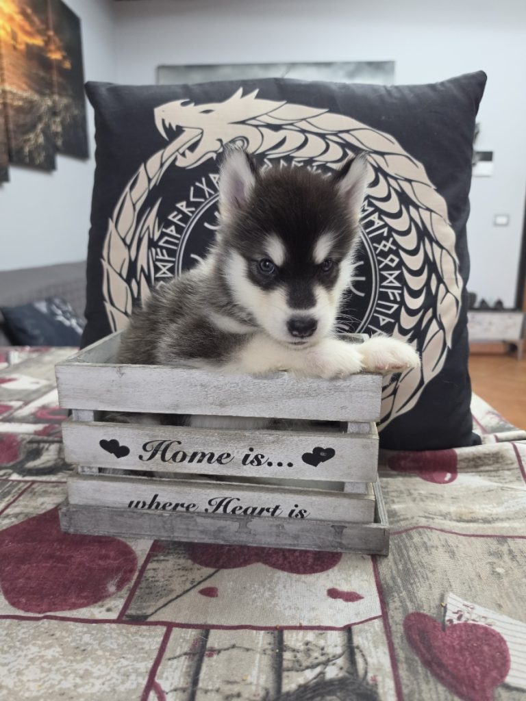 CUCCIOLI DI ALASKAN MALAMUTE ROMA