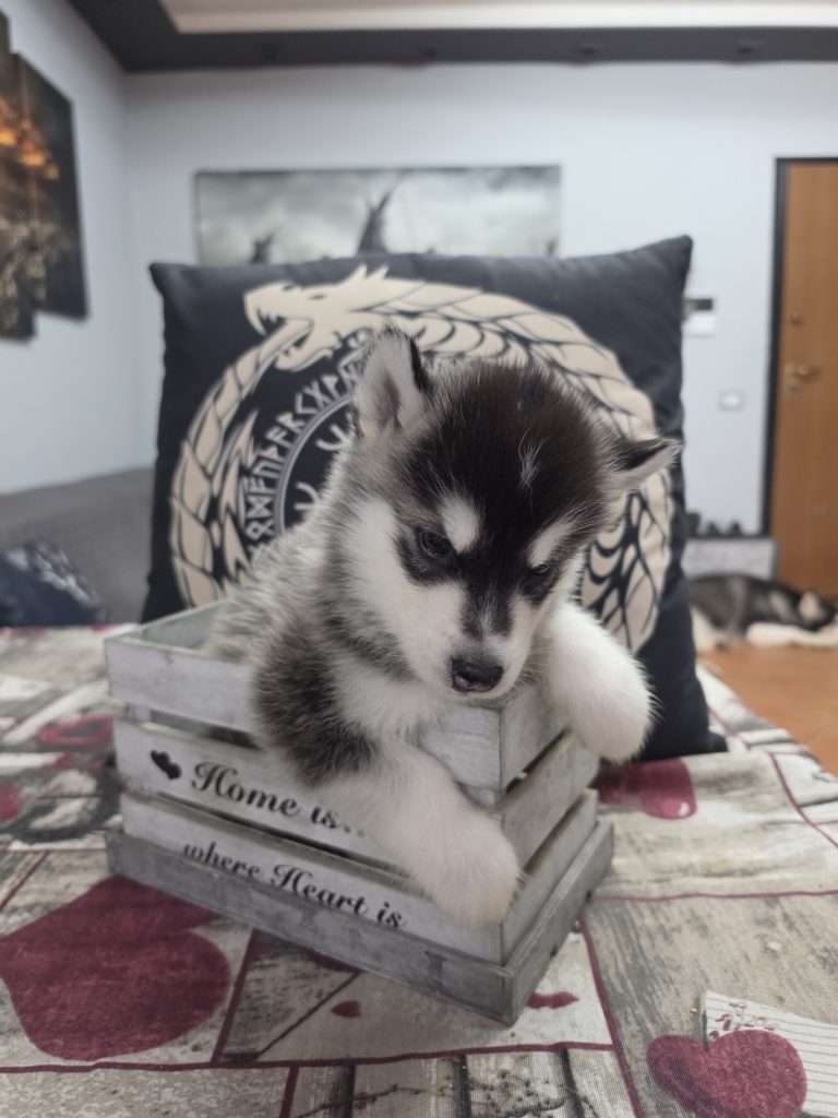 CUCCIOLI DI ALASKAN MALAMUTE ROMA