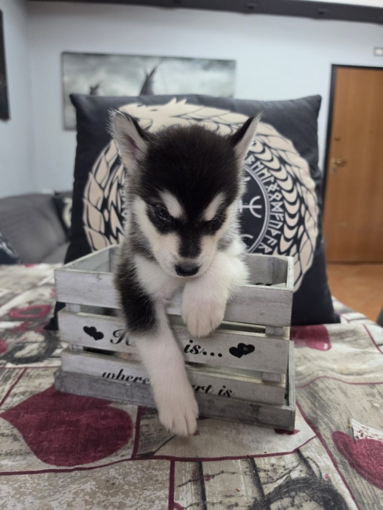 CUCCIOLI DI ALASKAN MALAMUTE ROMA