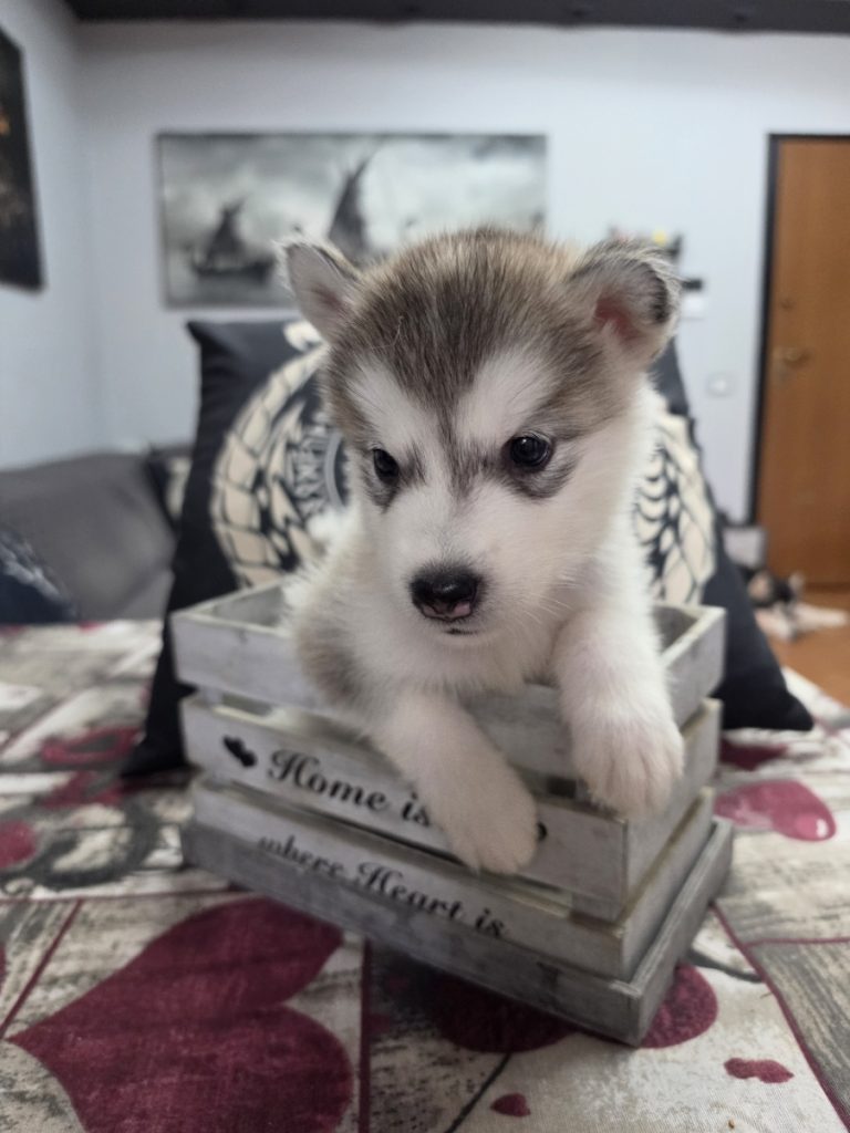 CUCCIOLI DI ALASKAN MALAMUTE ROMA