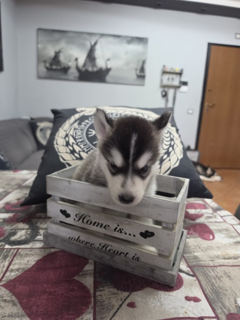 CUCCIOLI DI ALASKAN MALAMUTE ROMA