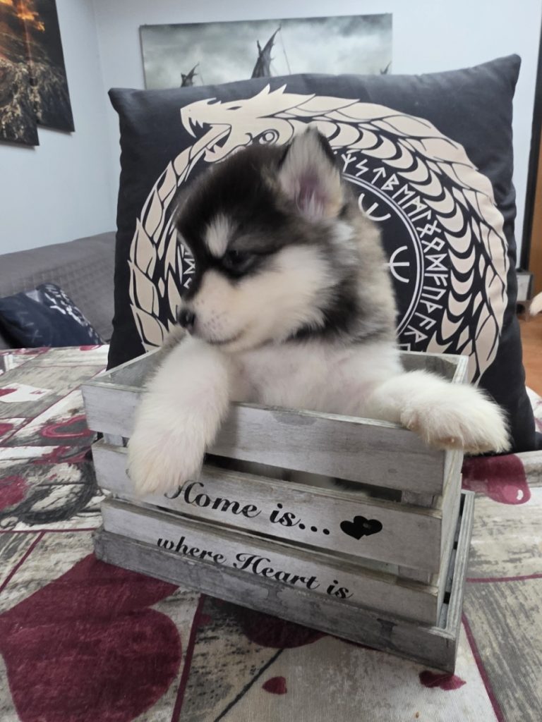CUCCIOLI DI ALASKAN MALAMUTE ROMA