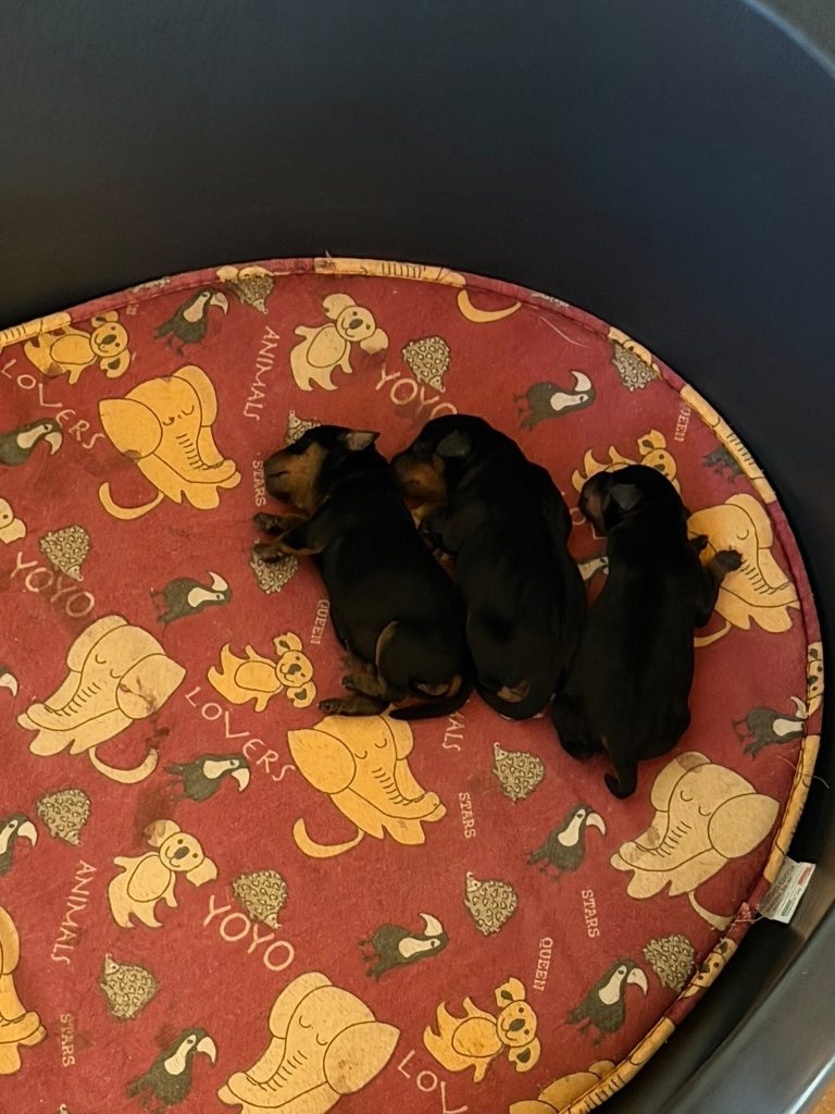 Zwergpinscher nero focato