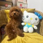 BARBONCINO TOY – CUCCIOLI CON PEDIGREE ENCI 🐩