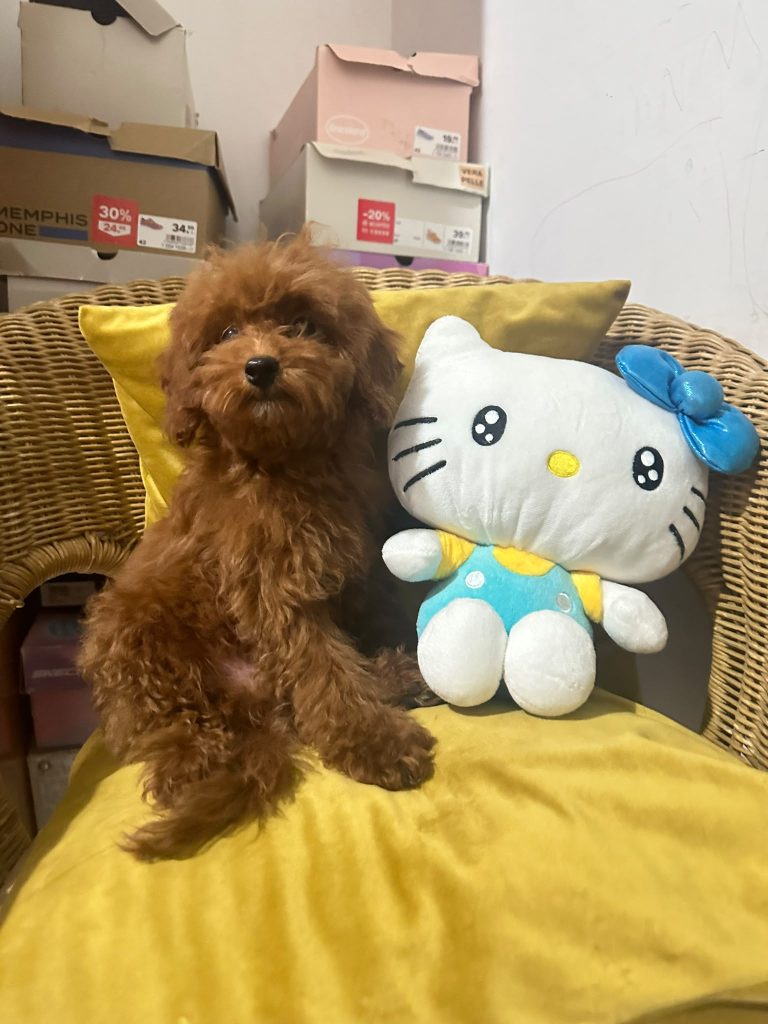 BARBONCINO TOY – CUCCIOLI CON PEDIGREE ENCI 🐩