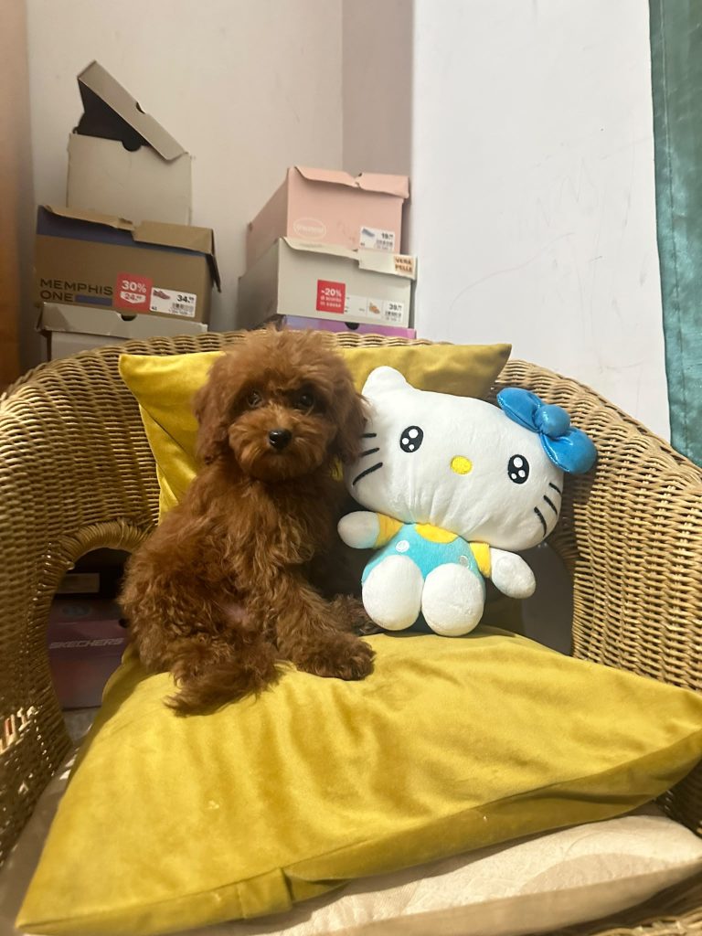 BARBONCINO TOY – CUCCIOLI CON PEDIGREE ENCI 🐩