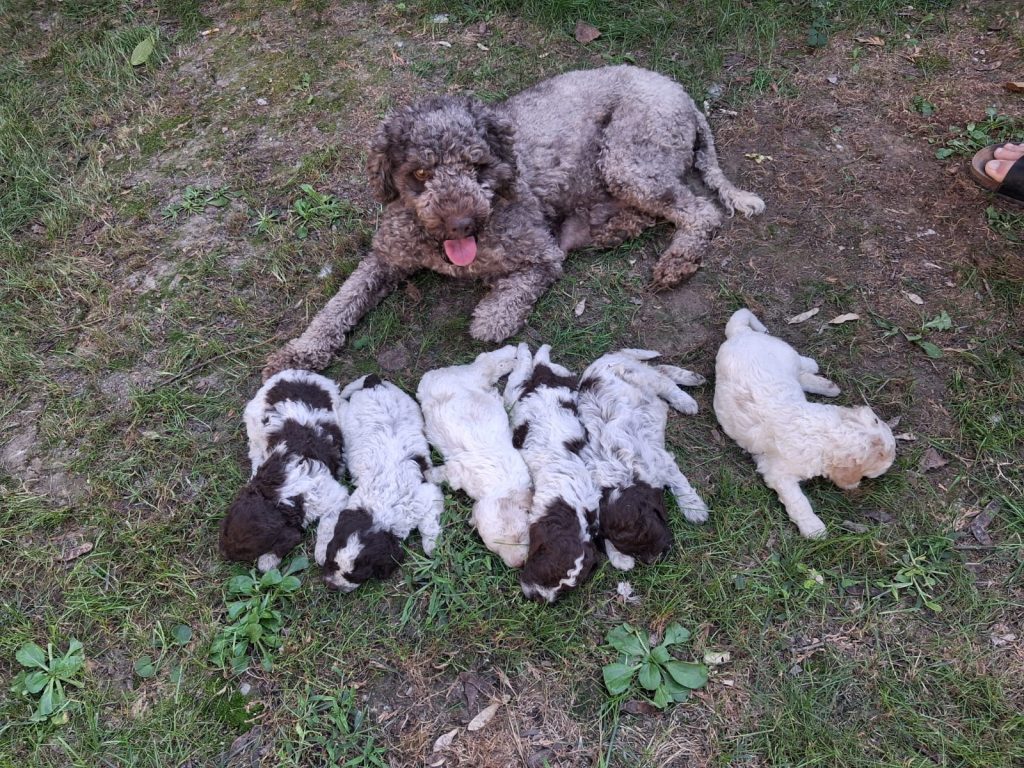 Cuccioli di Lagoto Romagnolo da tartufi e compagnia