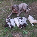 Cuccioli di Lagoto Romagnolo da tartufi e compagnia