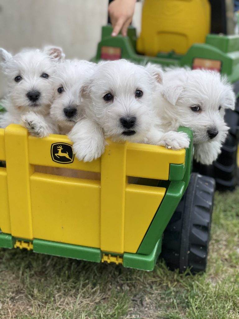 West Highland white terrier cuccioli
