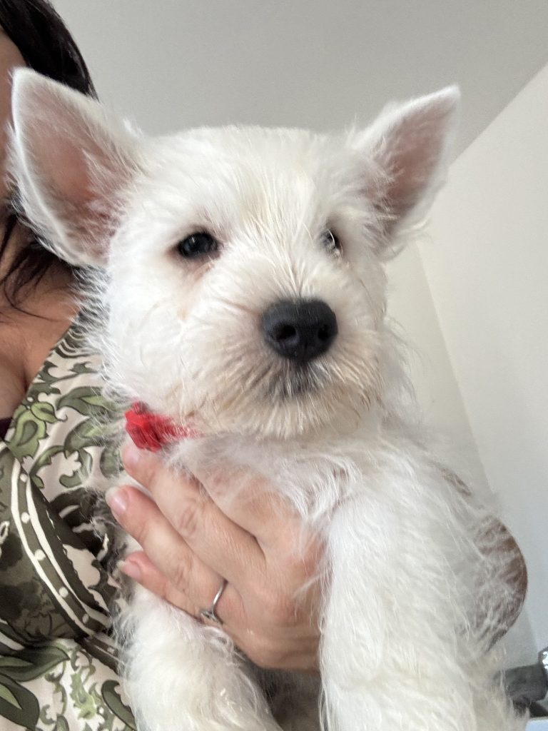 West Highland white terrier cuccioli