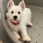 West Highland white terrier cuccioli