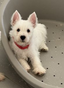 West Highland white terrier cuccioli
