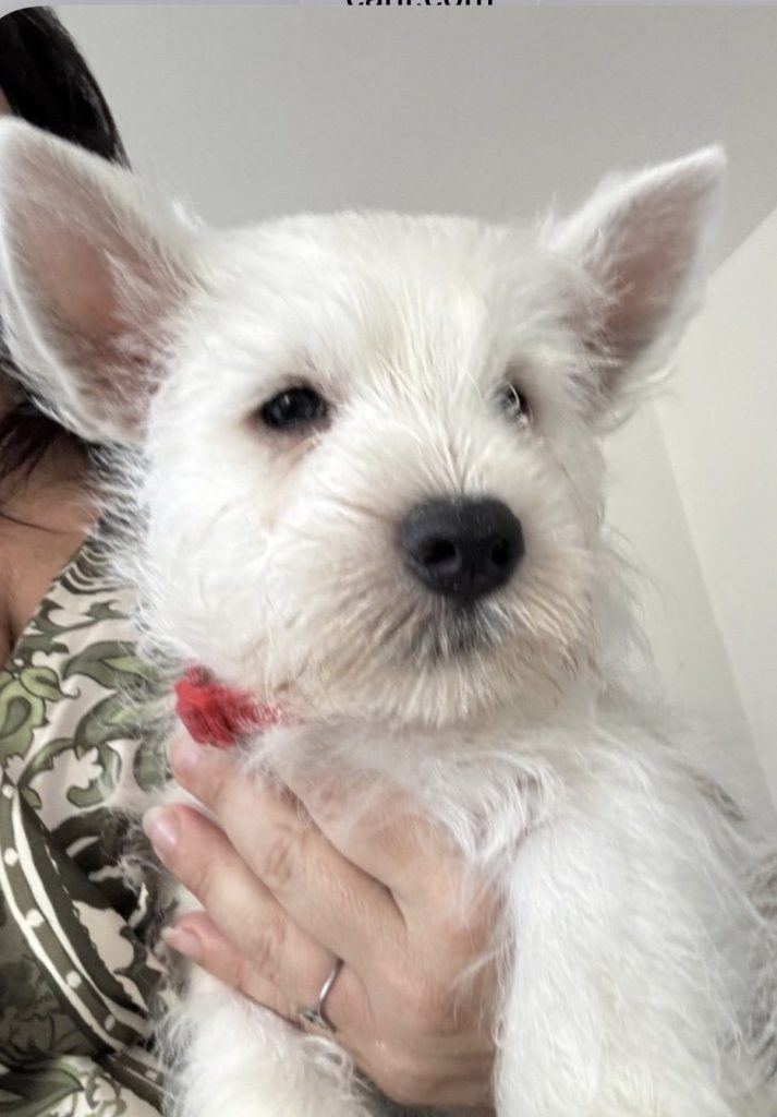 West Highland white terrier cuccioli