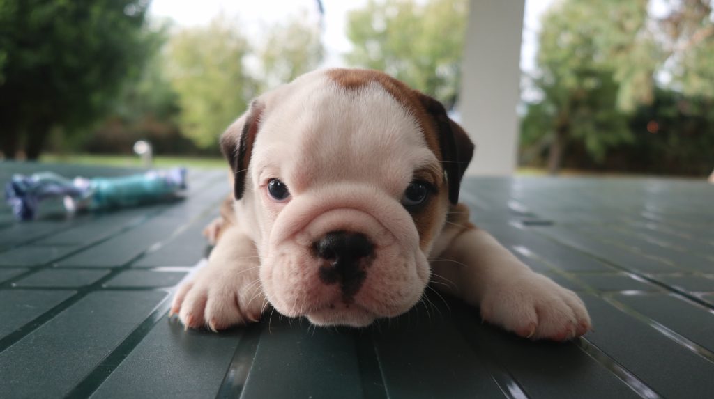 cuccioli Bulldog Inglese con Pedigree