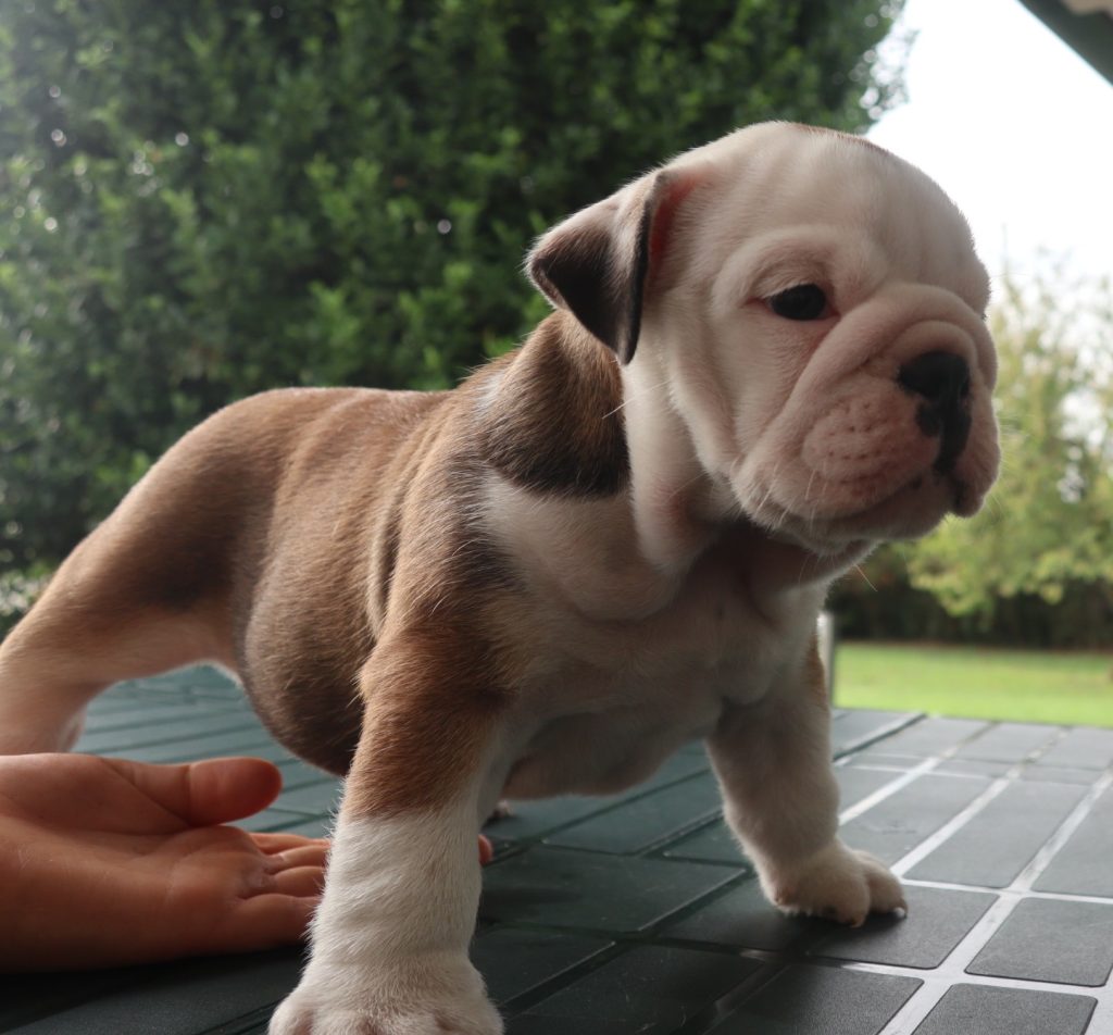 cuccioli Bulldog Inglese con Pedigree