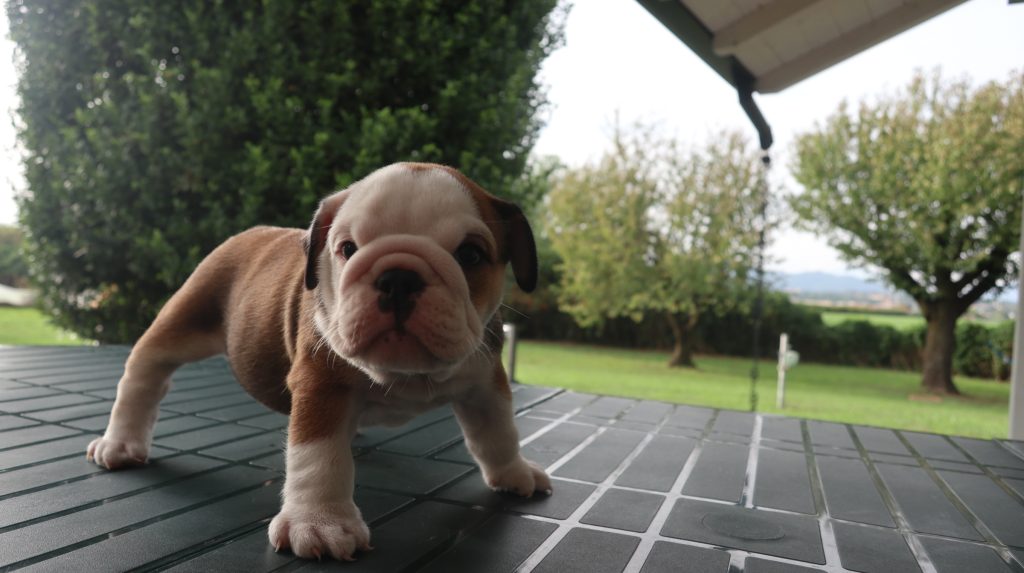 cuccioli Bulldog Inglese con Pedigree