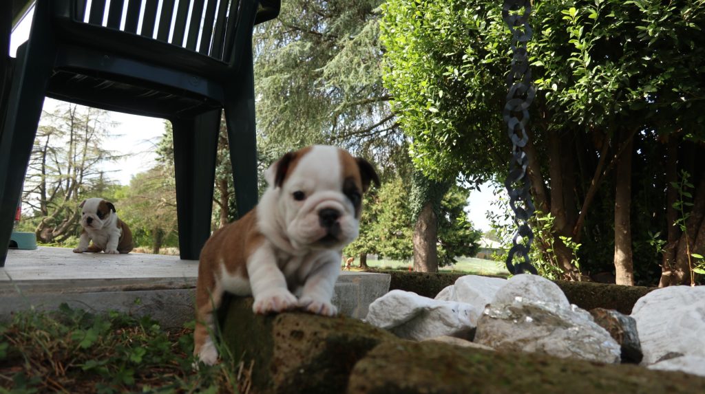 cuccioli Bulldog Inglese con Pedigree