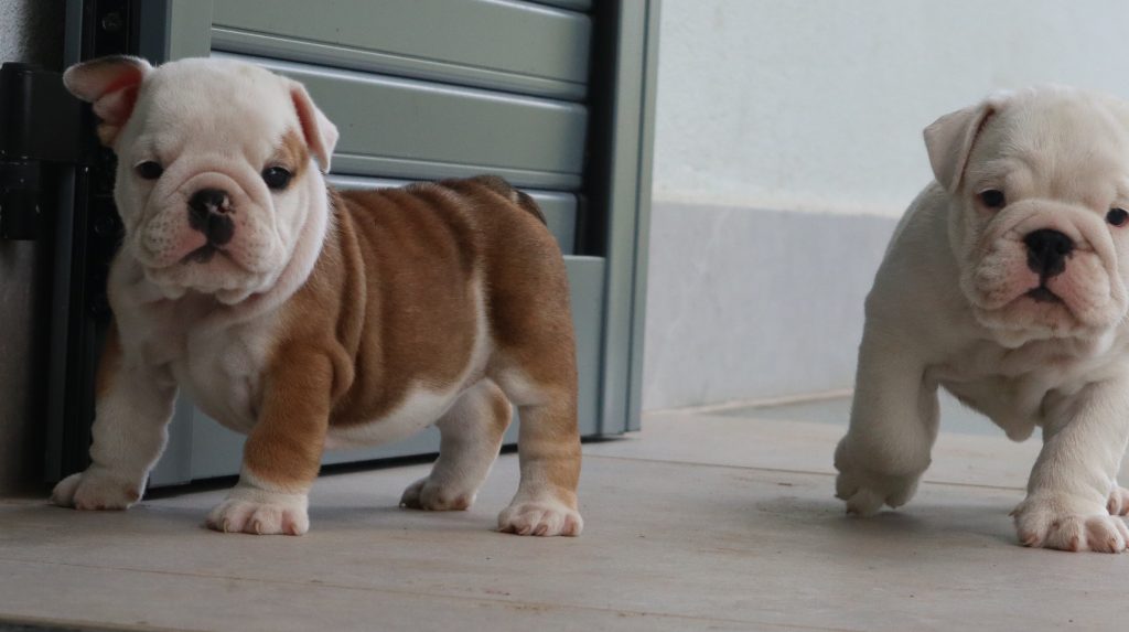 cuccioli Bulldog Inglese con Pedigree