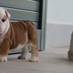 cuccioli Bulldog Inglese con Pedigree