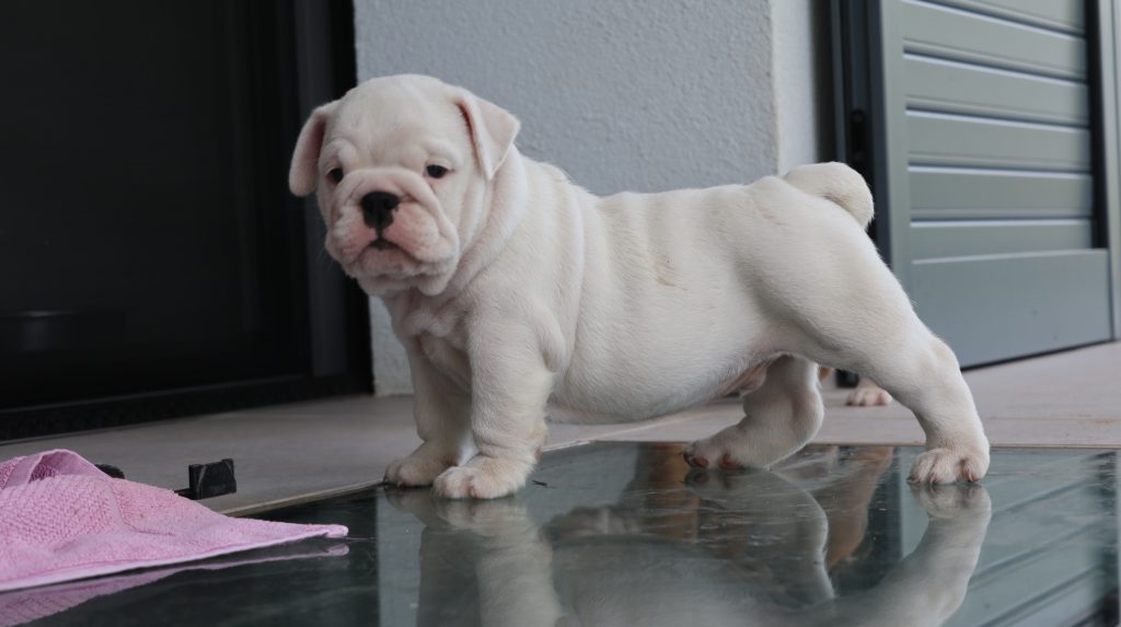 cuccioli Bulldog Inglese con Pedigree