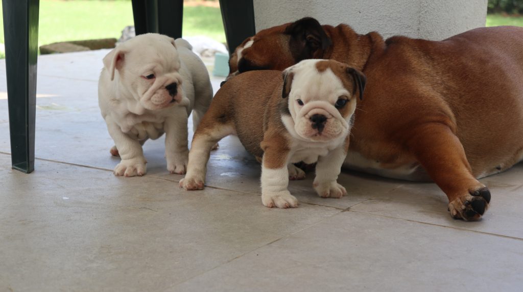 cuccioli Bulldog Inglese con Pedigree