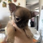 Chihuahua pelo lungo